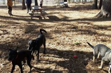 Image of Westfield Dog Bark park in Westfield, Massachusetts, United States Image of Westfield Dog Bark park in westfield, massachusetts, united-states