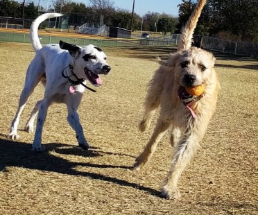 Image of Centennial Dog Park (Newton) park in Newton, Iowa, United States Image of Centennial Dog Park (Newton) park in newton, iowa, united-states