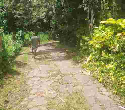 Image of Charco El Hippie park in Maizales, Naguabo, Puerto Rico Image of Charco El Hippie park in maizales, naguabo, puerto-rico