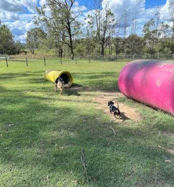 Image of Huntlee Dog Park park in Branxton, New South Wales, Australia Image of Huntlee Dog Park park in branxton, new-south-wales, australia