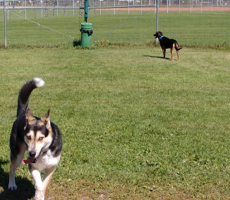 Image of Off-Leash Dog Area park in Hartford, Connecticut, United States Image of Off-Leash Dog Area park in hartford, connecticut, united-states