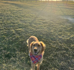 Image of Charles E. Price Memorial Park Dog Park park in Middletown, California, United States Image of Charles E. Price Memorial Park Dog Park park in middletown, california, united-states