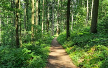 Image of Großer Räuberpfad park in Gengenbach, Baden-Wurttemberg, Germany Image of Großer Räuberpfad park in gengenbach, baden-wurttemberg, germany