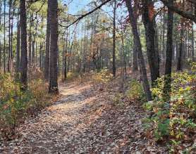 Image of Weymouth Woods - Sandhills Nature Preserve park in Southern Pines, North Carolina, United States Image of Weymouth Woods - Sandhills Nature Preserve park in southern-pines, north-carolina, united-states