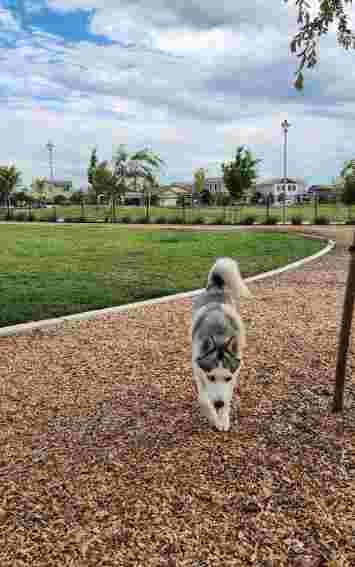 Image of Bay Miwok Meadows Park park in Antioch, California, United States Image of Bay Miwok Meadows Park park in antioch, california, united-states