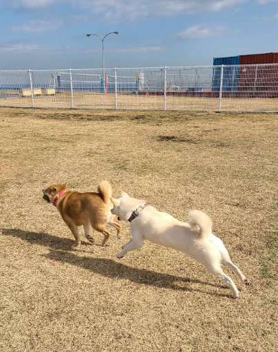 Image of Barky Field Dog Park park in Yokosuka, Kanagawa, Japan Image of Barky Field Dog Park park in yokosuka, kanagawa, japan