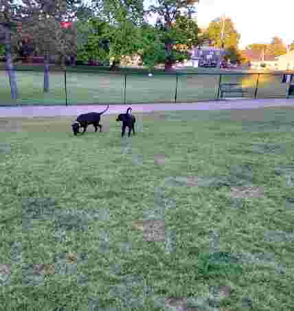 Image of Rotary Park/Lapeer Dog Park park in Lapeer, Michigan, United States Image of Rotary Park/Lapeer Dog Park park in Lapeer, Michigan, United States