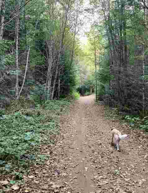 Image of Jack's Trail park in Squamish, British Columbia, Canada Image of Jack's Trail park in squamish, british-columbia, canada