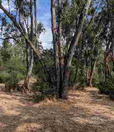 Image of Schweitzer Grove Nature Area park in Fair Oaks, California, United States Image of Schweitzer Grove Nature Area park in fair-oaks, california, united-states
