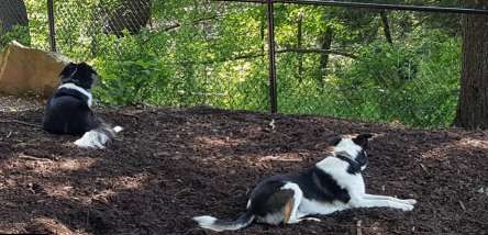 Image of Nashua Dog Park - Membership Required park in Nashua, New Hampshire, United States Image of Nashua Dog Park - Membership Required park in nashua, new-hampshire, united-states