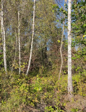 Image of Kalytyansʹka Dacha park in Rudnya, Kyiv Oblast, Ukraine Image of Kalytyansʹka Dacha park in rudnya, kyiv-oblast, ukraine