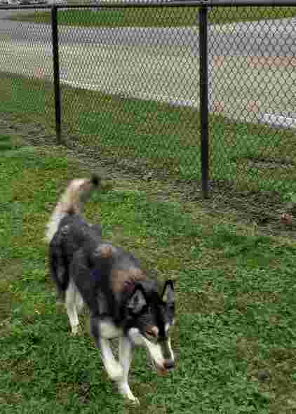 Image of St. Johns Community Dog Park park in St. Louis, Michigan, United States Image of St. Johns Community Dog Park park in st-louis, michigan, united-states