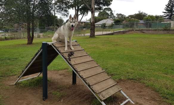 Image of Richard Podmore Dog Park park in Narwee, New South Wales, Australia Image of Richard Podmore Dog Park park in narwee, new-south-wales, australia
