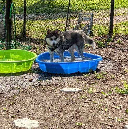 Image of Butler Farm Dog Park park in Millbury, Ohio, United States Image of Butler Farm Dog Park park in millbury, ohio, united-states