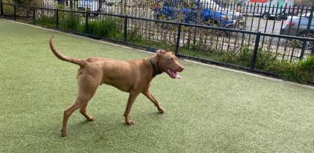 Image of Kensington Dog Run park in New York, New York, United States Image of Kensington Dog Run park in new-york, new-york, united-states