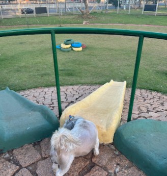 Image of Pet Park Matheus Pinoti Massucato park in São José do Rio Preto, Sao Paulo, Brazil Image of Pet Park Matheus Pinoti Massucato park in sao-jose-do-rio-preto, sao-paulo, brazil