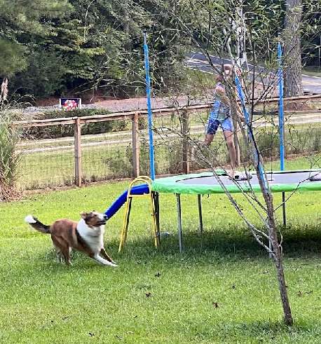 Image of Honeybee Private Dog Park park in Chapel Hill, North Carolina, United States Image of Honeybee Private Dog Park park in chapel-hill, north-carolina, united-states