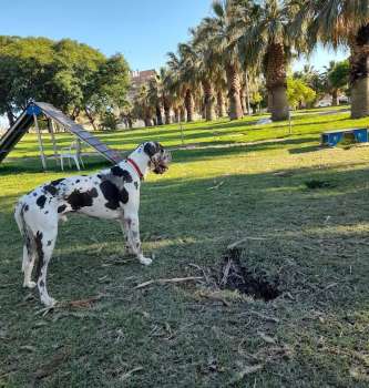 Image of Parque perros alamos park in Motril, Granada, Spain Image of Parque perros alamos park in motril, granada, spain