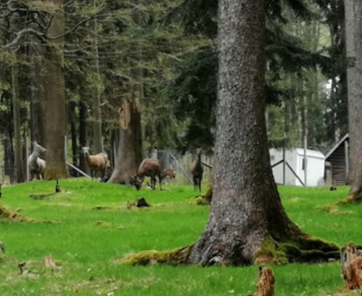 Image of Wildpark Eslarn park in Eslarn, Bavaria, Germany Image of Wildpark Eslarn park in eslarn, bavaria, germany