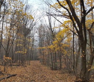 Image of Monaghan Forest Park park in Ottawa, Ontario, Canada Image of Monaghan Forest Park park in ottawa, ontario, canada