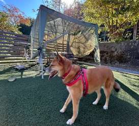 ササキベース ドッグラン Dog Park in Takahashi | Rev