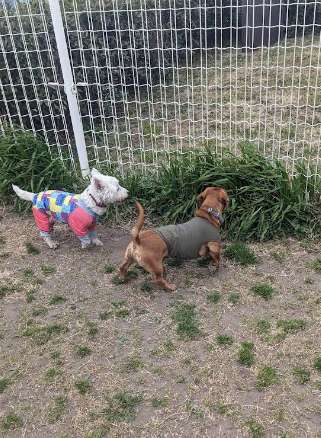 犬園 どきどきドッグPARK生田 Dog Park in Kawasaki | Reviews