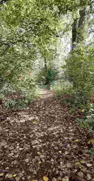 Image of Lingenfelder Altrhein park in Lingenfeld, Rhineland-Palatinate, Germany Image of Lingenfelder Altrhein park in lingenfeld, rhineland-palatinate, germany