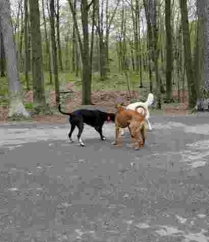 Image of Brown County Dog Park park in Hobart, Indiana, United States Image of Brown County Dog Park park in hobart, indiana, united-states