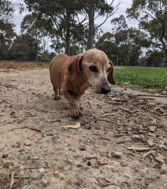 Image of Dales Park Reserve Dog Off Leash Area park in Oakleigh South, Victoria, Australia Image of Dales Park Reserve Dog Off Leash Area park in oakleigh-south, victoria, australia