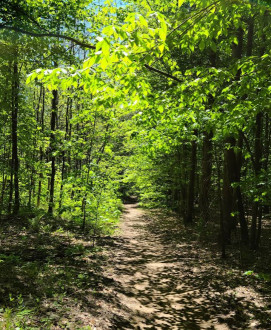 Image of Walker Woods park in Goodwood, Ontario, Canada Image of Walker Woods park in goodwood, ontario, canada