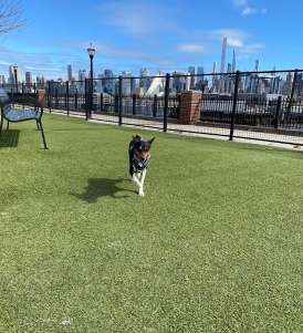 Image of Dog Park park in Weehawken Township, New Jersey, United States Image of Dog Park park in weehawken-township, new-jersey, united-states