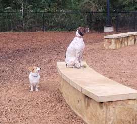Image of Bear Branch Dog Park park in The Woodlands, Texas, United States Image of Bear Branch Dog Park park in the-woodlands, texas, united-states