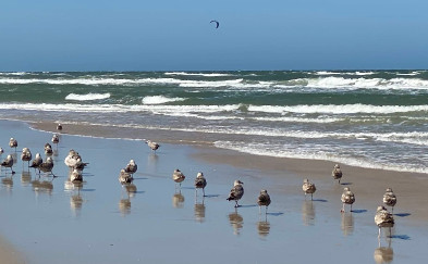 Image of Ponce Inlet Beach park in Ponce Inlet, Florida, United States Image of Ponce Inlet Beach park in ponce-inlet, florida, united-states