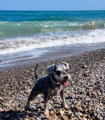 Image of Playa canina de Nules park in Nules, Castello, Spain Image of Playa canina de Nules park in nules, castello, spain