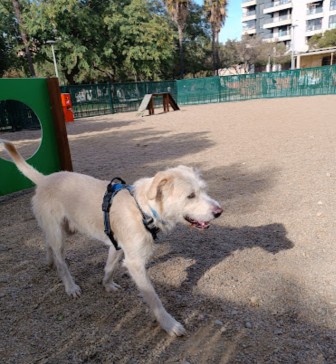 Image of Parque canino Gloria Fuertes park in Almeria, Almeria, Spain Image of Parque canino Gloria Fuertes park in almeria, almeria, spain