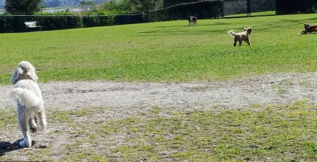 Image of Atlas Canine Recreation Park (Dog Park) park in Fruitland Park, Florida, United States Image of Atlas Canine Recreation Park (Dog Park) park in fruitland-park, florida, united-states