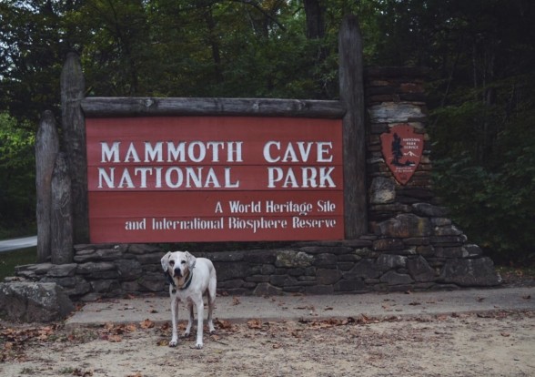 Image of Mammoth Cave National Park park in Edmonson County, Kentucky, United States Image of Mammoth Cave National Park park in edmonson-county, kentucky, united-states