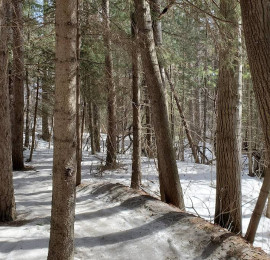 Image of WCC Hydrocut Trails Pine's Entrance park in Petersburg, Ontario, Canada Image of WCC Hydrocut Trails Pine's Entrance park in petersburg, ontario, canada