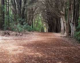 Image of Waihou Spring Forest Reserve park in Makawao, Hawaii, United States Image of Waihou Spring Forest Reserve park in makawao, hawaii, united-states