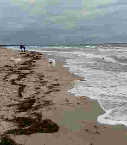 Image of Hundestrand Süd Dahme park in Dahme, Brandenburg, Germany Image of Hundestrand Süd Dahme park in dahme, brandenburg, germany