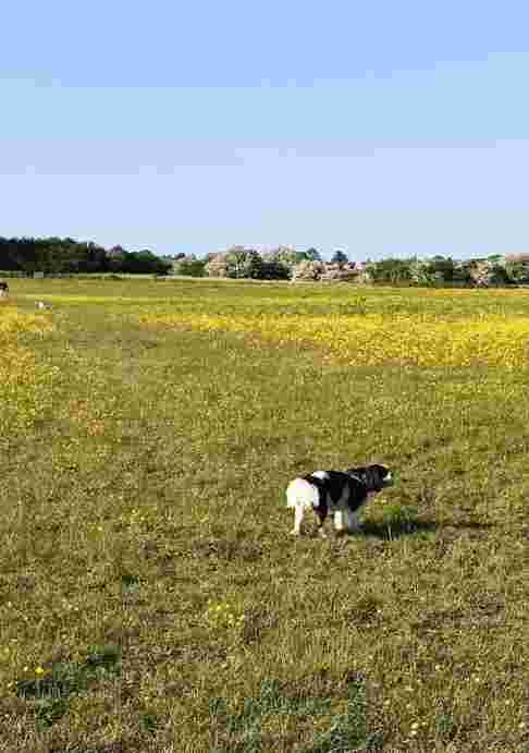 Image of Lenthay Common park in Sherborne, Dorset, United Kingdom Image of Lenthay Common park in sherborne, dorset, united-kingdom