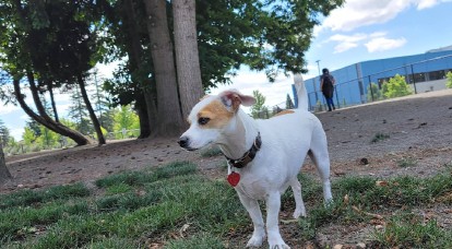 Image of Morrill Meadows Dog Park park in Kent, Ohio, United States Image of Morrill Meadows Dog Park park in kent, ohio, united-states