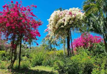 Image of Jardín Botánico de Vallarta park in Las Pintadas, Jalisco, Mexico Image of Jardín Botánico de Vallarta park in las-pintadas, jalisco, mexico
