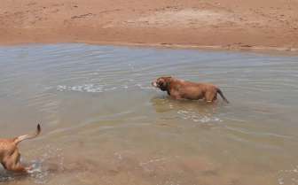 Image of Casuarina Beach Dog Park park in Brinkin, Northern Territory, Australia Image of Casuarina Beach Dog Park park in brinkin, northern-territory, australia
