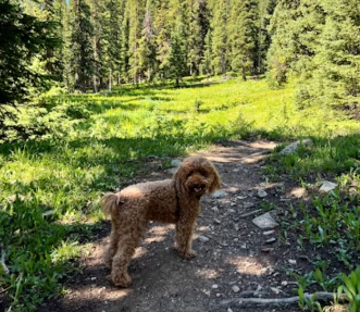 Image of Columbine Lake Trailhead park in Telluride, Colorado, United States Image of Columbine Lake Trailhead park in telluride, colorado, united-states