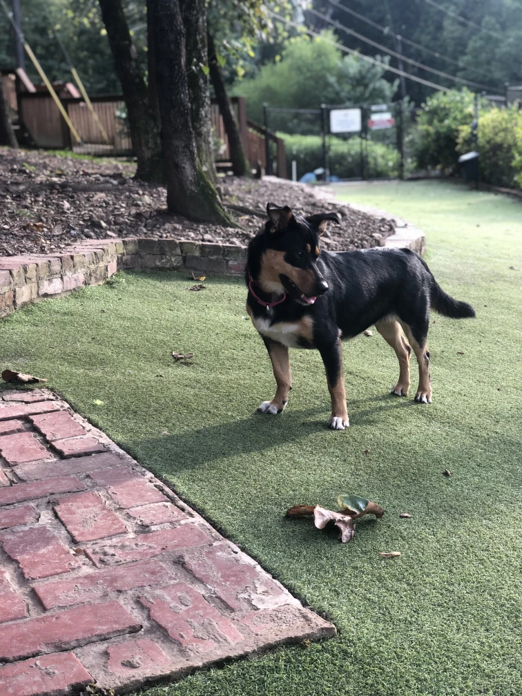 Image of Cahaba Beach Dog Park (Dog Daycare with Grooming & Green Space) park in Birmingham, Alabama, United States Image of Cahaba Beach Dog Park (Dog Daycare with Grooming & Green Space) park in birmingham, alabama, united-states