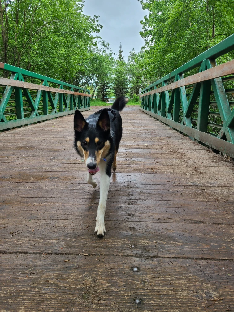 Image of University Lake Dog Park park in Anchorage, Alaska, United States Image of University Lake Dog Park park in Anchorage, Alaska, United States