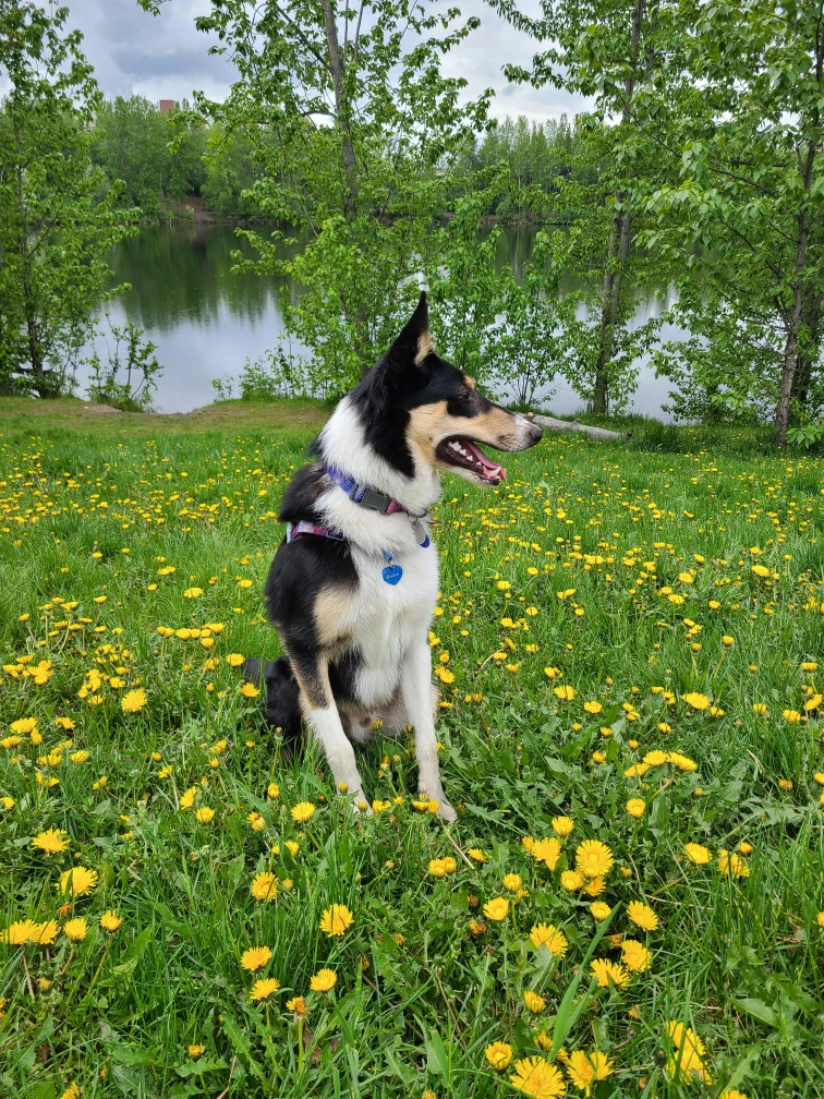 Image of University Lake Dog Park park in Anchorage, Alaska, United States Image of University Lake Dog Park park in Anchorage, Alaska, United States