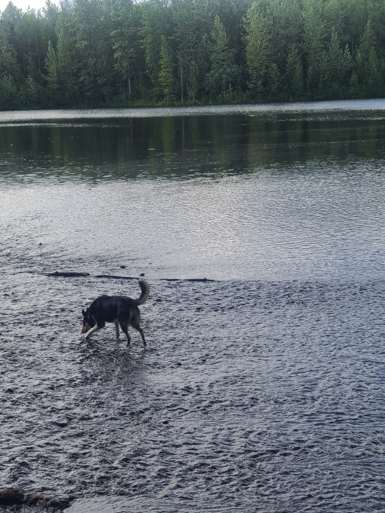 Image of University Lake Dog Park park in Anchorage, Alaska, United States Image of University Lake Dog Park park in Anchorage, Alaska, United States