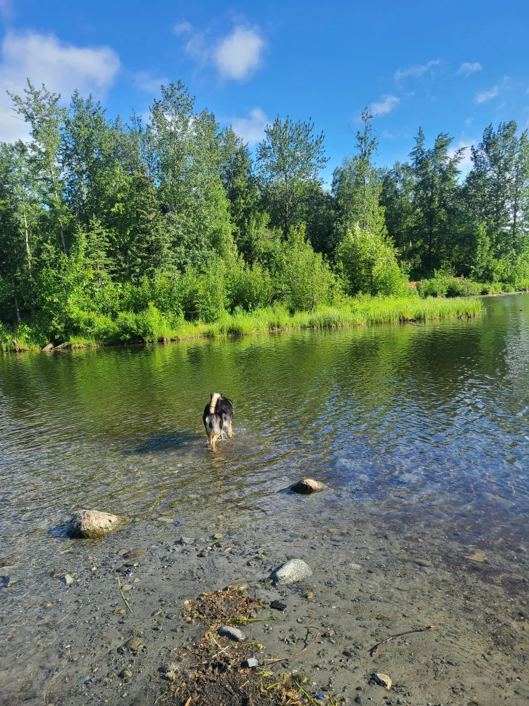Image of University Lake Dog Park park in Anchorage, Alaska, United States Image of University Lake Dog Park park in Anchorage, Alaska, United States